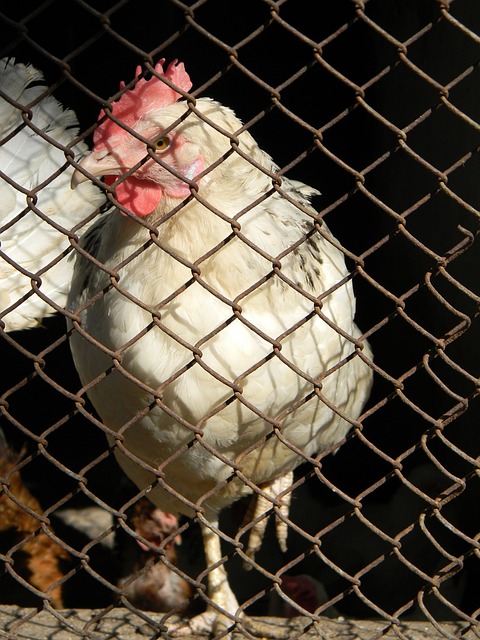 约克维奇目 约克维奇目